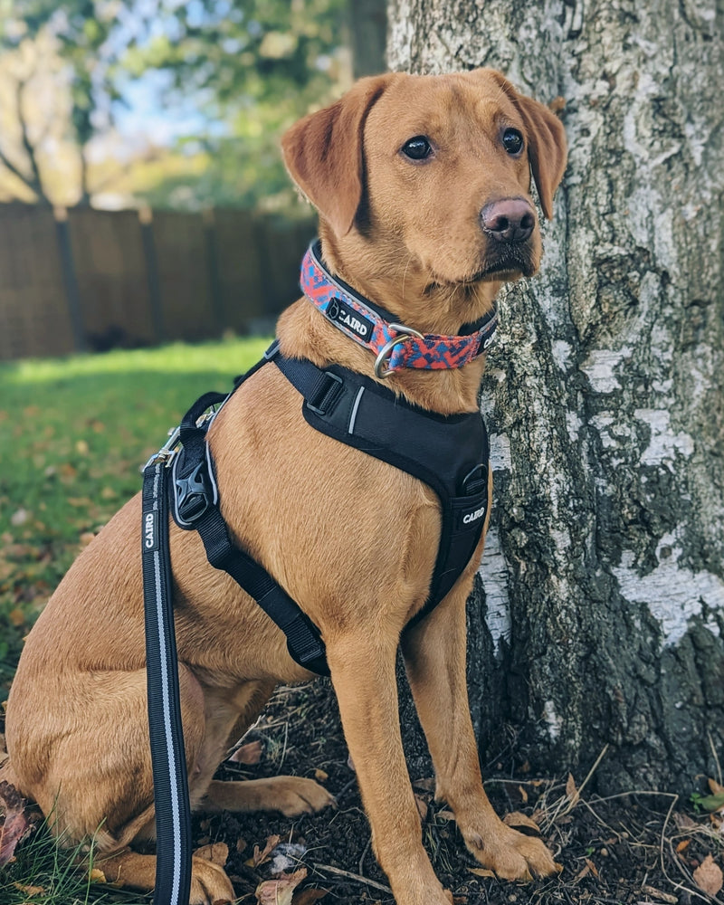 
                  
                    Advance Harness - Black
                  
                