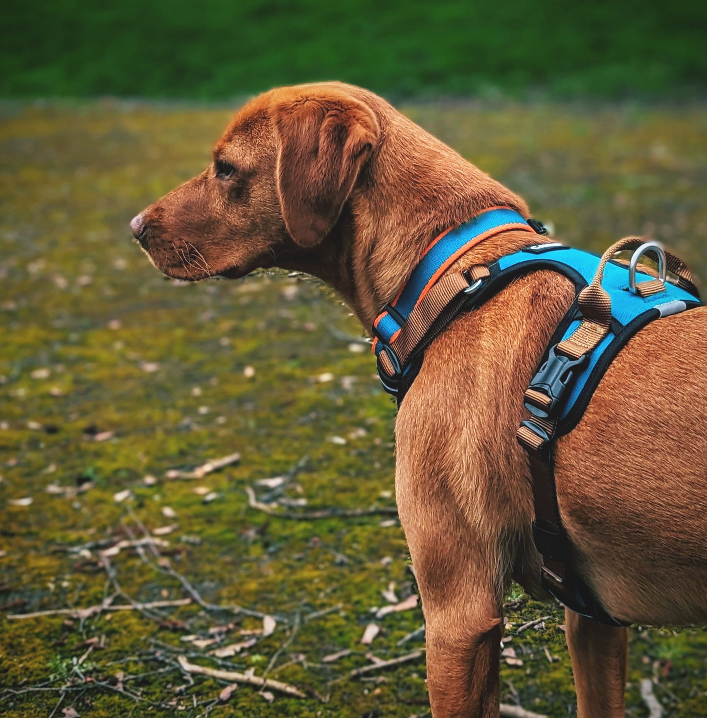 
                  
                    Elevate Harness
                  
                