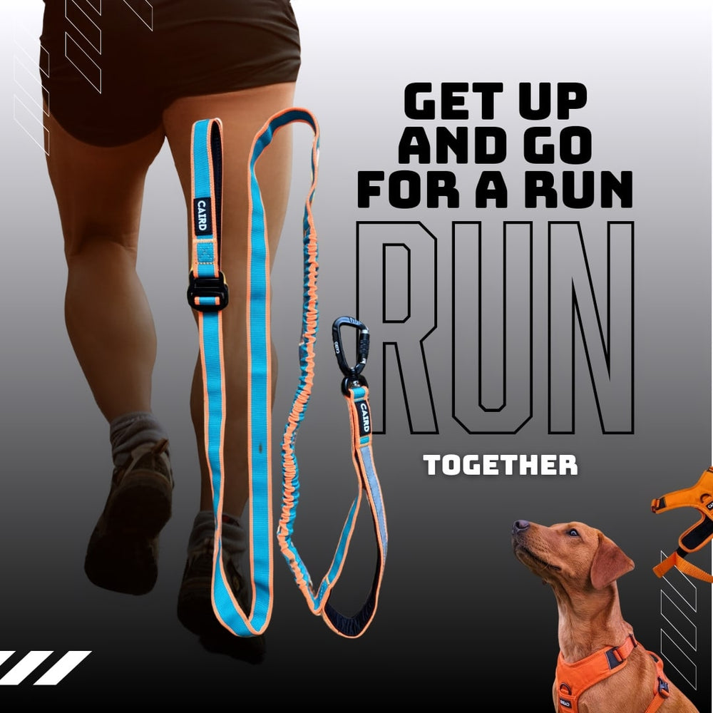 Freedom to Run - Bungee Dog Lead