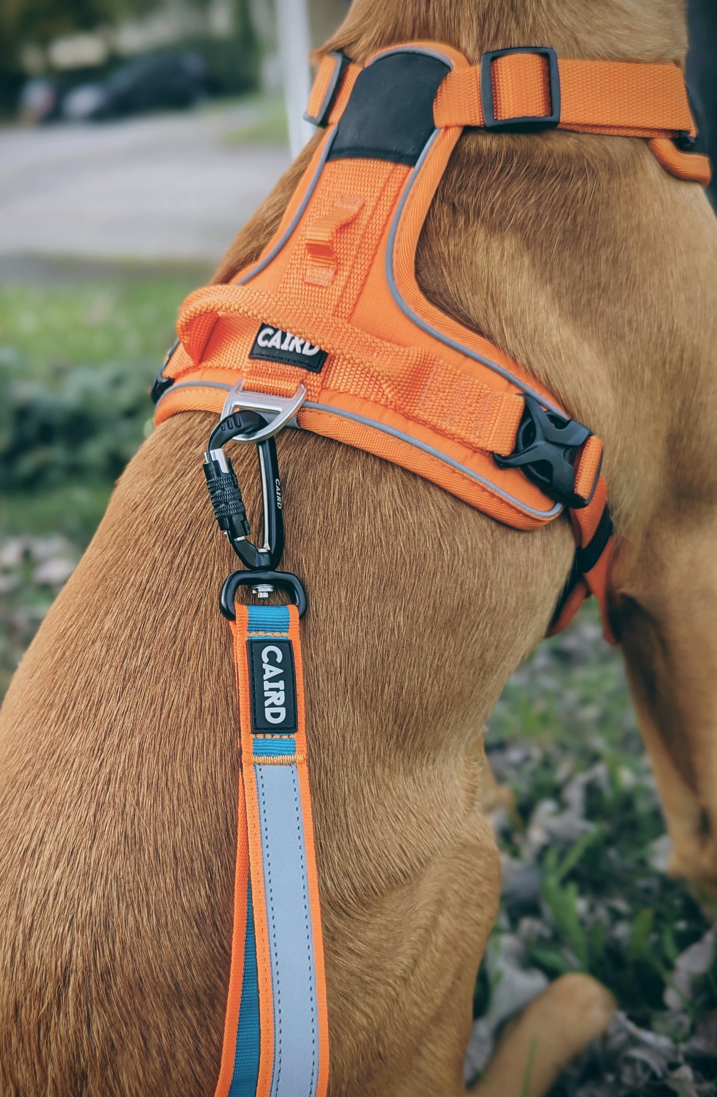 Bungee dog hot sale running lead