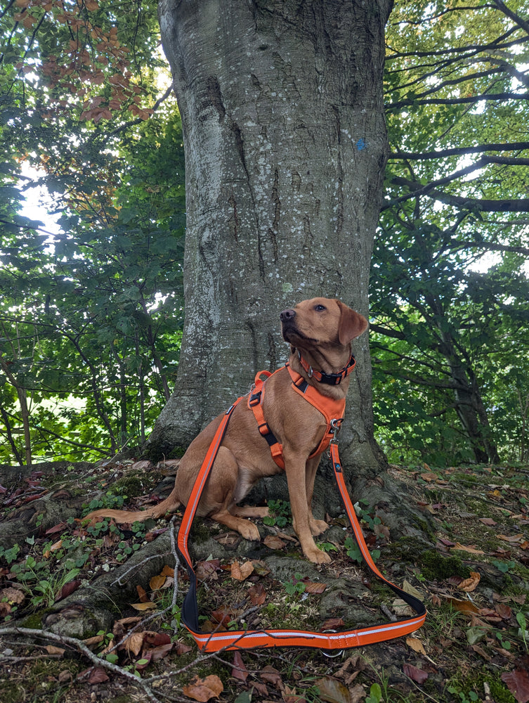 
                  
                    Training Lead - Double Ended - Khaki & Orange
                  
                