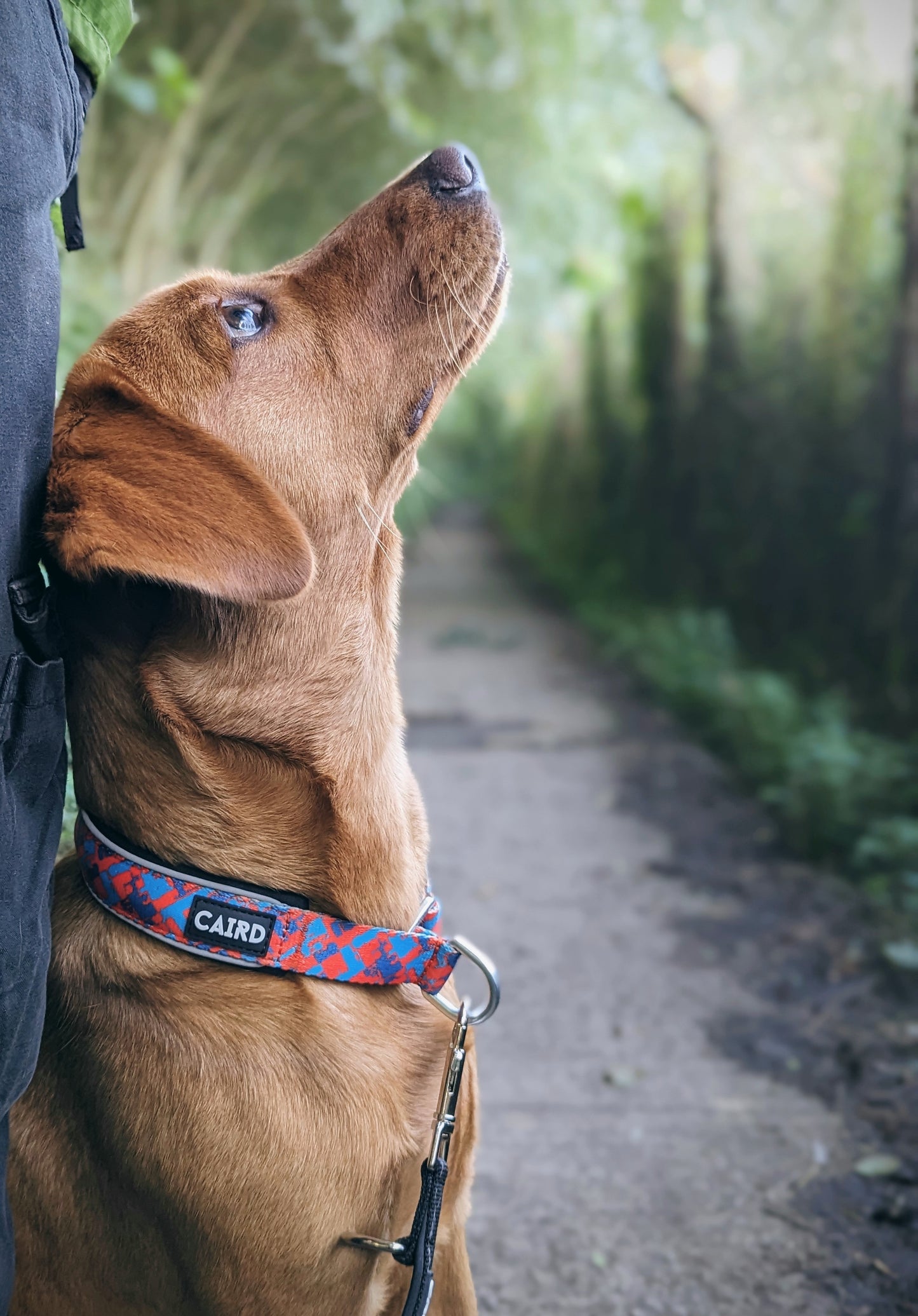 
                  
                    Checkpoint Slip Collar
                  
                