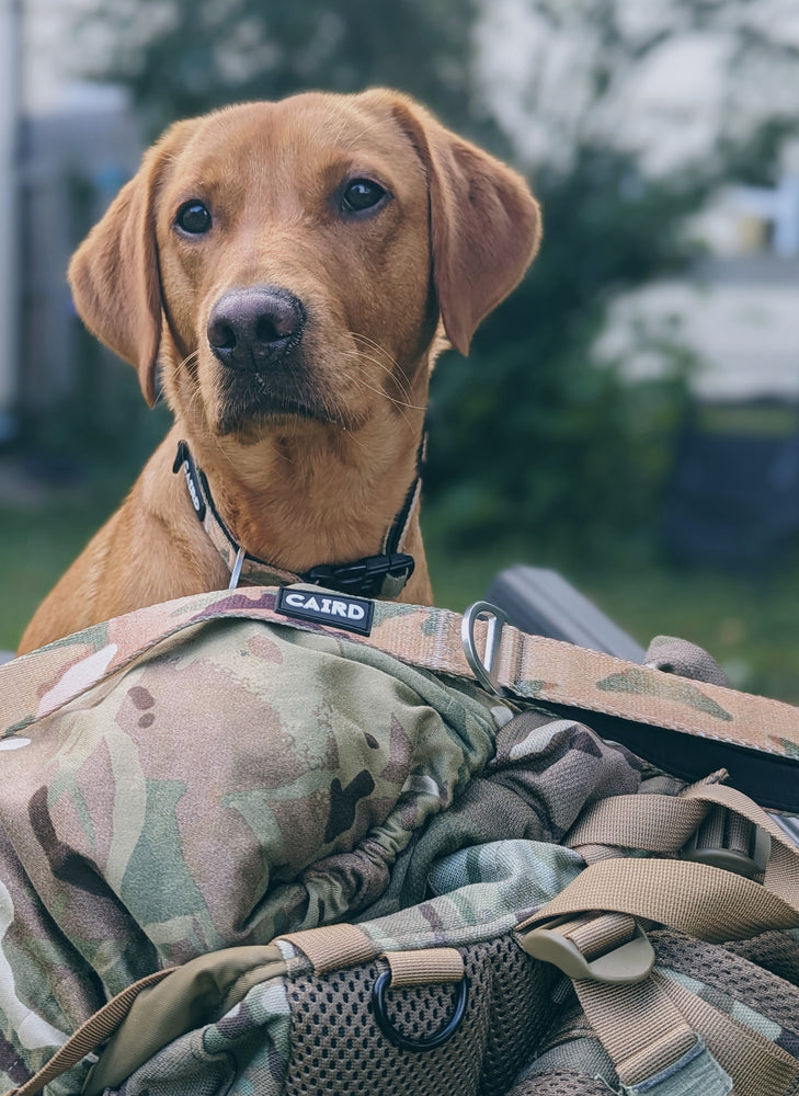 
                  
                    Packaway Adjustable Lead - Military Camouflage
                  
                